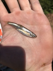 Notropis atherinoides