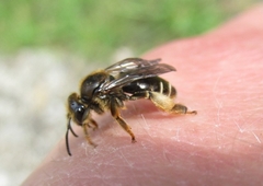 Macropis