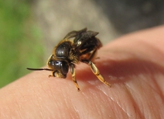 Macropis