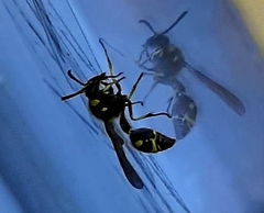 Eumenes mediterraneus