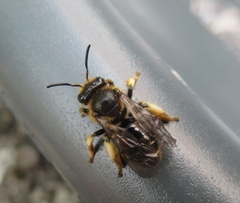 Macropis