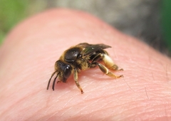 Macropis