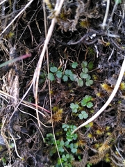 Thalictrum alpinum