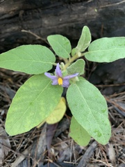 Solanum johnsonianum