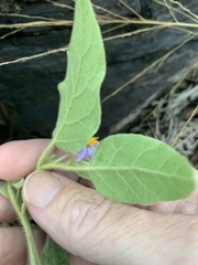 Solanum johnsonianum