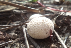 Lycoperdon