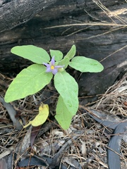 Solanum johnsonianum