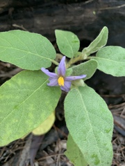 Solanum johnsonianum