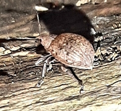 Liophloeus tessulatus