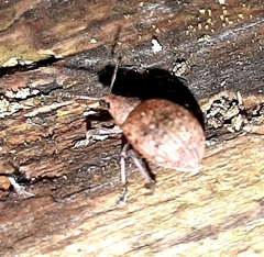 Liophloeus tessulatus