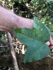 Passiflora herbertiana herbertiana