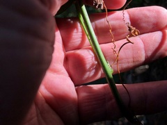 Passiflora herbertiana herbertiana