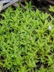 Syntrichia antarctica