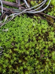Syntrichia antarctica