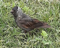 Corvus monedula