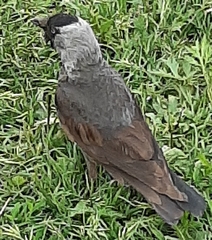 Corvus monedula
