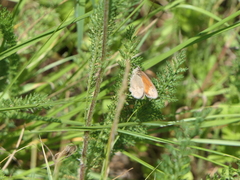 Coenonympha