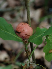 Trigonaspis megaptera