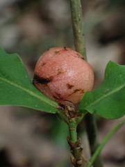 Trigonaspis megaptera