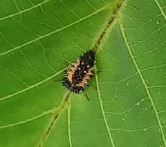 Harmonia axyridis