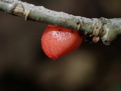 Trigonaspis megaptera