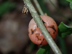 Trigonaspis megaptera