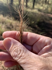 Aristida leptopoda