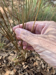 Aristida leptopoda