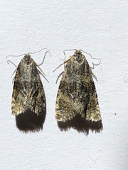 Olethreutes metallicana