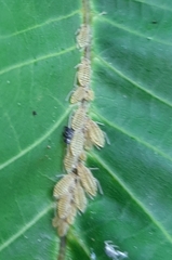 Panaphis juglandis