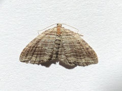 Anticlea multiferata