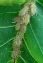 Panaphis juglandis