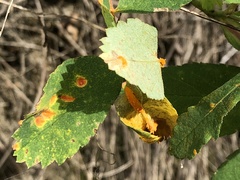 Phragmidium mucronatum