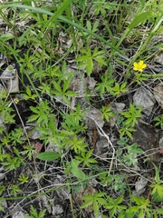 Potentilla flagellaris