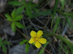 Potentilla flagellaris