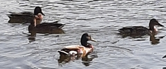 Anas platyrhynchos