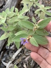 Solanum johnsonianum