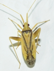 Phytocoris vittiger
