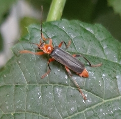 Cantharis livida
