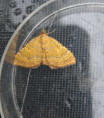 Camptogramma bilineata
