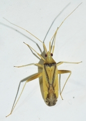 Phytocoris vittiger