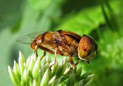 Eristalinus megacephalus