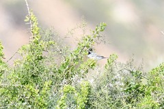 Curruca ruppeli