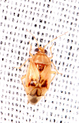 Deraeocoris martini