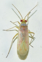 Stenoparia putoni