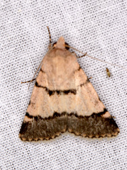 Dichagyris imperator