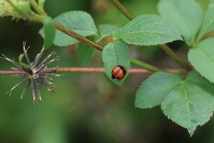 Coelophora biplagiata