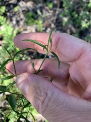 Xerothamnella herbacea