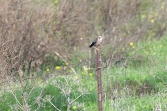 Acridotheres leucocephalus