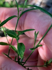 Xerothamnella herbacea